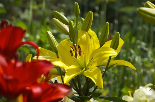 Jasné Květiny Detailně Rozmazané Pozadí — Stock fotografie