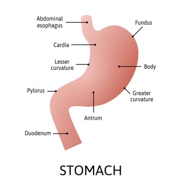 Beyaz arka planda izole edilmiş insan mide anatomisi. Mide ve sindirim organı sistemi, çizgilerle işaretlenmiş vektör çizimi. Çalışma için basit vektör.