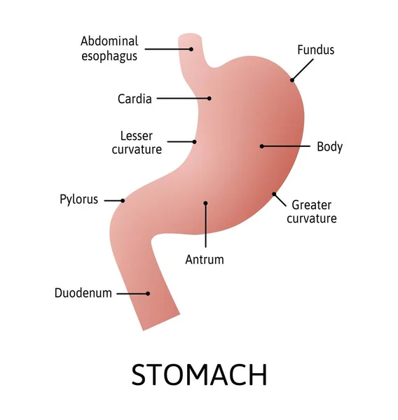 Anatomía estomacal humana aislada sobre fondo blanco. Sistema de órganos estomacales y digestivos, ilustración vectorial marcada con líneas. Vector simple para el estudio . — Vector de stock
