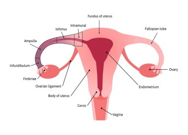 Dölyatağı tüpünün anatomik yapısı. Fimbriae. Tıbbi vektör çizgileri ile işaretlenmiş