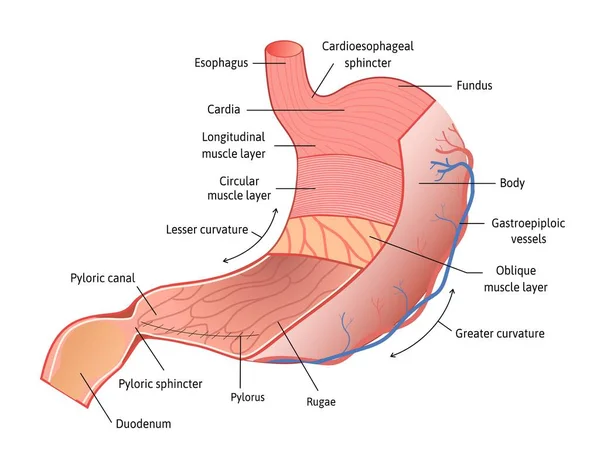 Anatomie de l'estomac humain isolé sur fond blanc. Estomac et ses parties, illustration vectorielle marquée de lignes. Vecteur détaillé pour l'étude. — Image vectorielle