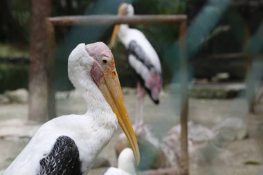 Açık havada kuşun portresini kapatın.