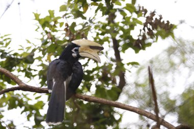 Hayvanat bahçesindeki Toucan kuşu