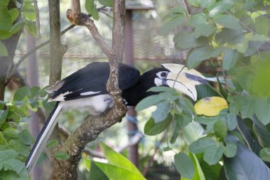 Hayvanat bahçesindeki Toucan kuşu