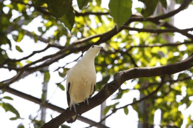 Ducula bicolor 'un kapatılmış hali