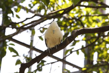 Ducula bicolor 'un kapatılmış hali