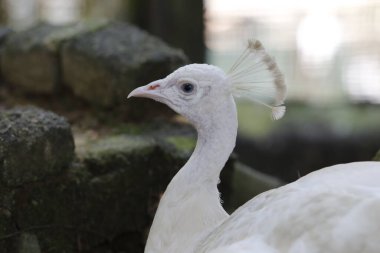 Güzel Beyaz Tavuskuşu yakın plan