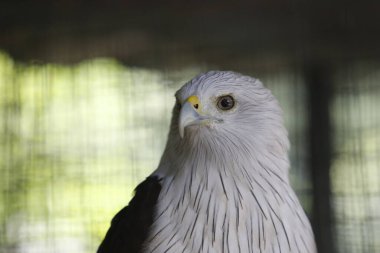 Brahminy uçurtmasının açık havada portresi