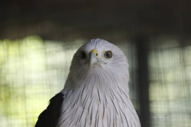 Brahminy uçurtmasının açık havada portresi