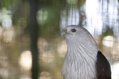 Brahminy uçurtmasının açık havada portresi
