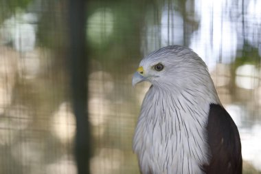 Brahminy uçurtmasının açık havada portresi