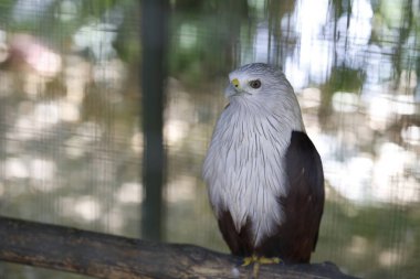Brahminy uçurtmasının açık havada portresi