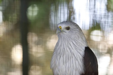 Brahminy uçurtmasının açık havada portresi