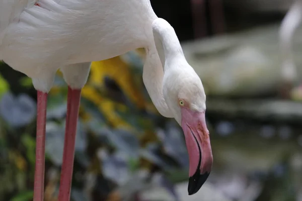 Branco Flamingo Pássaro Closeup — Fotografia de Stock