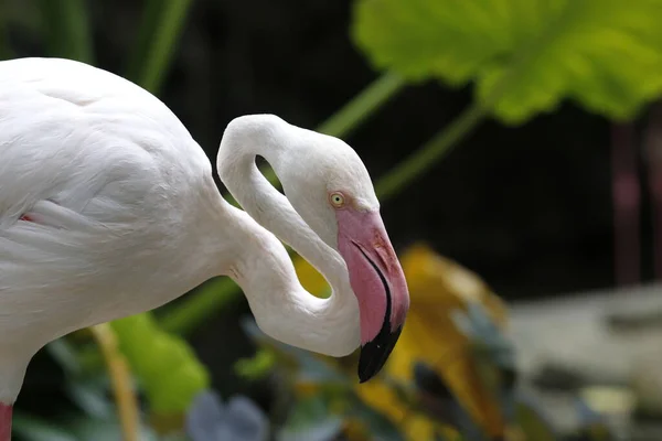 Branco Flamingo Pássaro Closeup — Fotografia de Stock