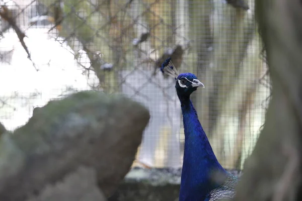 Pavão Pavão Belo Exemplar Representativo Pavão Masculino — Fotografia de Stock