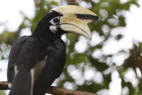 Hayvanat Bahçesindeki Toucan Kuşu — Stok fotoğraf