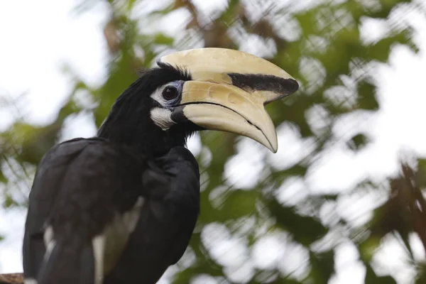 동물원의 큰부리새 — 스톡 사진