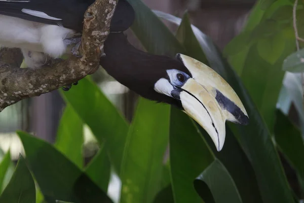 Toucan Fågel Djurparken — Stockfoto