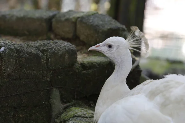 Hermoso Blanco Pavo Real Primer Plano —  Fotos de Stock