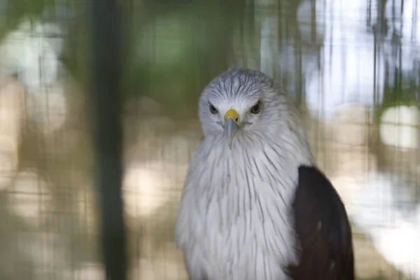 Portrait Brahminy Kite Outdoors — Stock Photo, Image