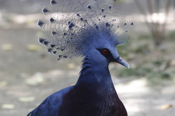 Piccione Coronato Occidentale Habitat — Foto Stock