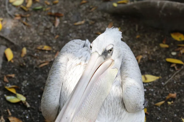 Bianco Pelican Uccello Primo Piano — Foto Stock