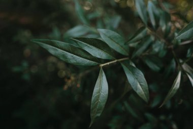 Yeşil yapraklar desen arkaplanı.