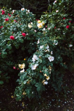 Bahçede beyaz ve pembe taç yaprakları ile güzel açan gül çiçekleri.