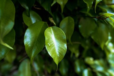 Tatlı beyaz çiçekler ve yeşil yapraklarla güzel bir bahar arkaplanı.. 