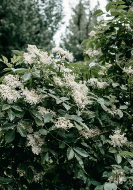 Bahçede çiçek açan bahar çiçekleri beyaz çiçeklerle.