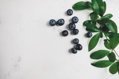 Yeşil yapraklı taze yaban mersini..