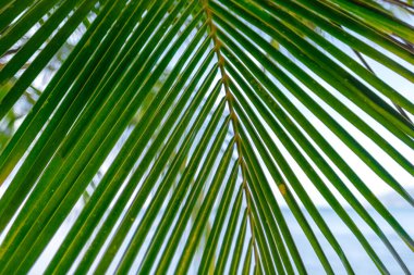 Sahilde yeşil palmiye yaprağı, yakın plan. Yüksek kalite fotoğraf