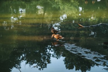 Gün batımında yeşil sularla dolu bir gölette vahşi ördekler. Yüksek kalite fotoğraf