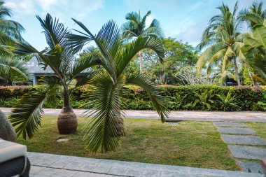 Tropik tatil, palmiye ağaçları ve yeşil çimenler, deniz kenarına park etmek. Yüksek kalite fotoğraf