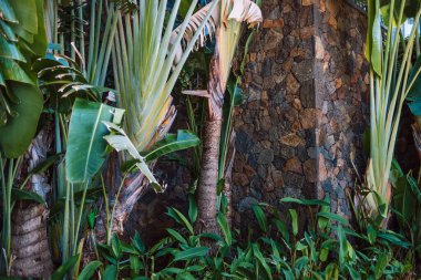 Tropikal arka plan. Tropikal bitkiler ve vahşi taş duvarlar. Yüksek kalite fotoğraf