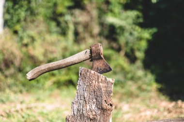 Balta ve kütük. Ağaç kesme, ormanların tahrip edilmesi. Yüksek kalite fotoğraf