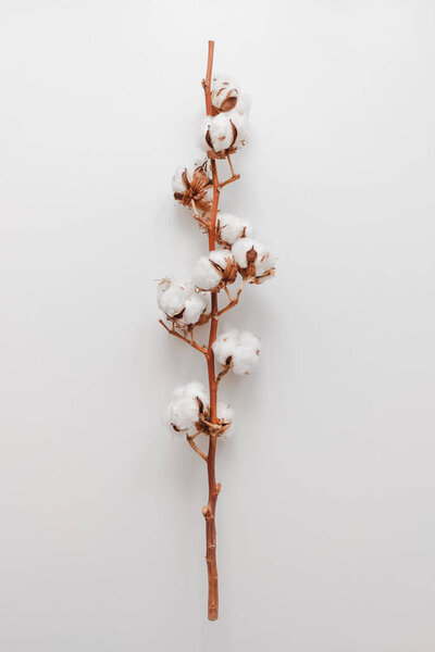 Dried Cotton Branch isolated on a white background. flat lay . High quality photo