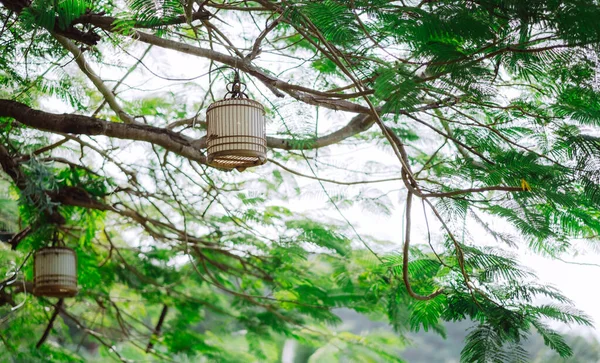 Decorative lighting, lamp on a green tree in a leisure park. High quality photo