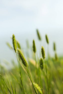 Sahada sivri uçlu yeşil çimenler, yakın plan, doğal arka plan. Yüksek kalite fotoğraf