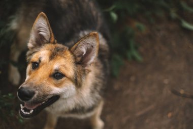 Parkta yürürken tatmin olmuş köpek yüzü portresi. Yüksek kalite fotoğraf