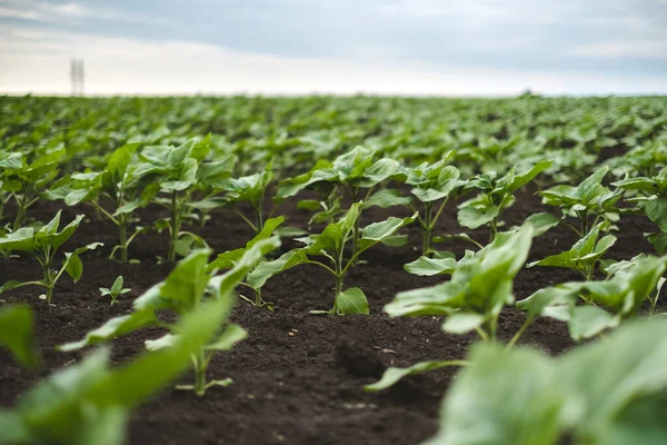 Ackerbau Mit Einer Wachsenden Jungen Sonnenblume Landwirtschaftliche Industrie Hochwertiges Foto — Stockfoto