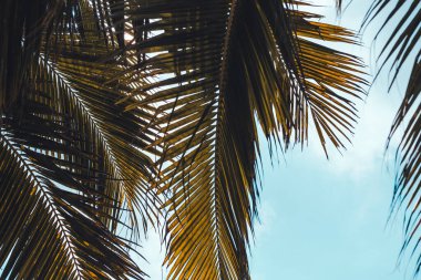 Mavi gökyüzünün altında bir palmiye dalları. Tropikal arka plan. Yüksek kalite fotoğraf