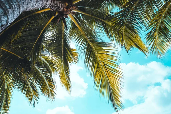 The branches of a palm tree under the blue sky. Tropical background. High quality photo