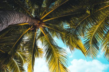 Mavi gökyüzünün altında bir palmiye dalları. Tropikal arka plan. Yüksek kalite fotoğraf