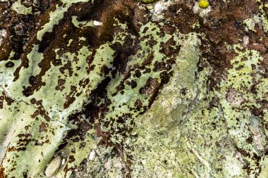 Dalgalar çekildikten sonra deniz mercanı tabanı. Deniz yatağı dokusu. Yüksek kalite fotoğraf