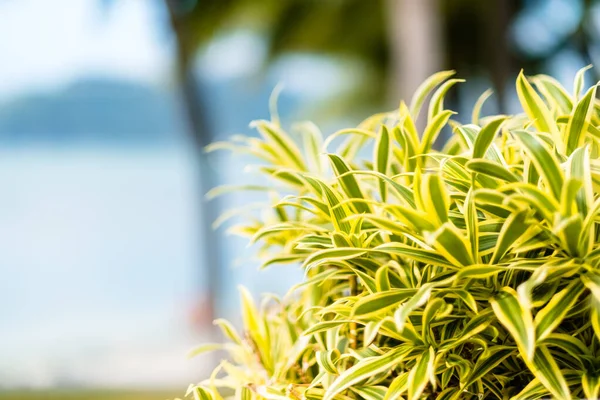 Green leaves of plant dracaena reflexes in the garden near the sea. Tropical vacation. High quality photo