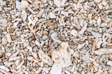 Sahilde taş ve kabukla karıştırılmış ölü mercanlar..