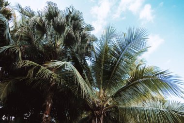 Mavi gökyüzünün arka planında yeşil palmiye ağaçları, doğal tropik arkaplan.