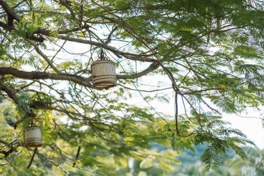 Parkta güneşli bir günde ağaç dalında Çin dekoratif lambaları.. 